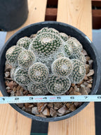 Mammillaria Cluster Specimen Cactus with Pups #760