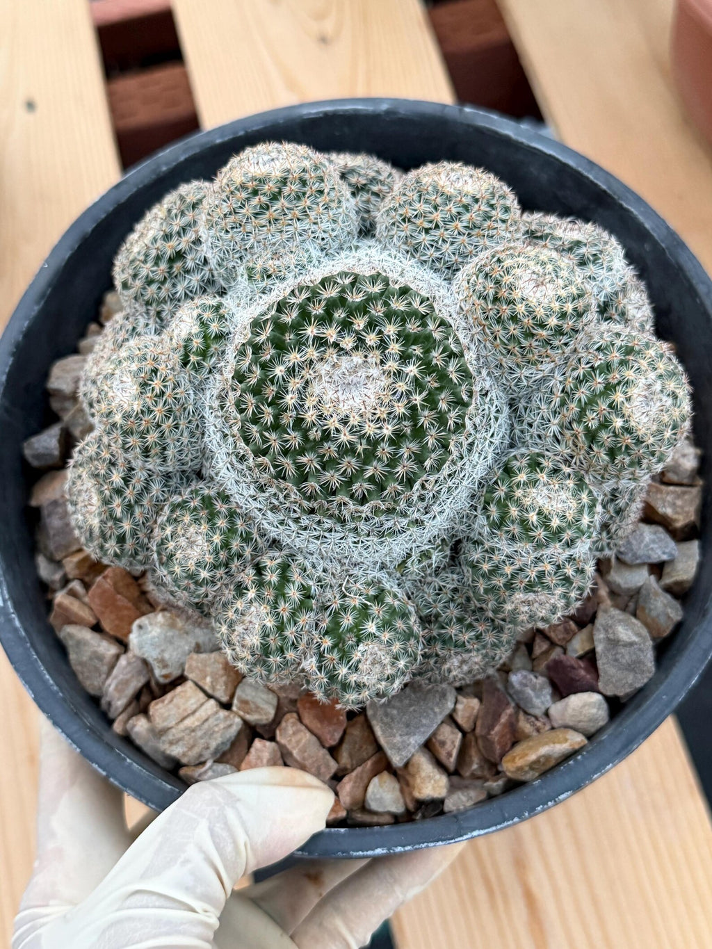 Mammillaria Cluster Specimen Cactus with Pups #760