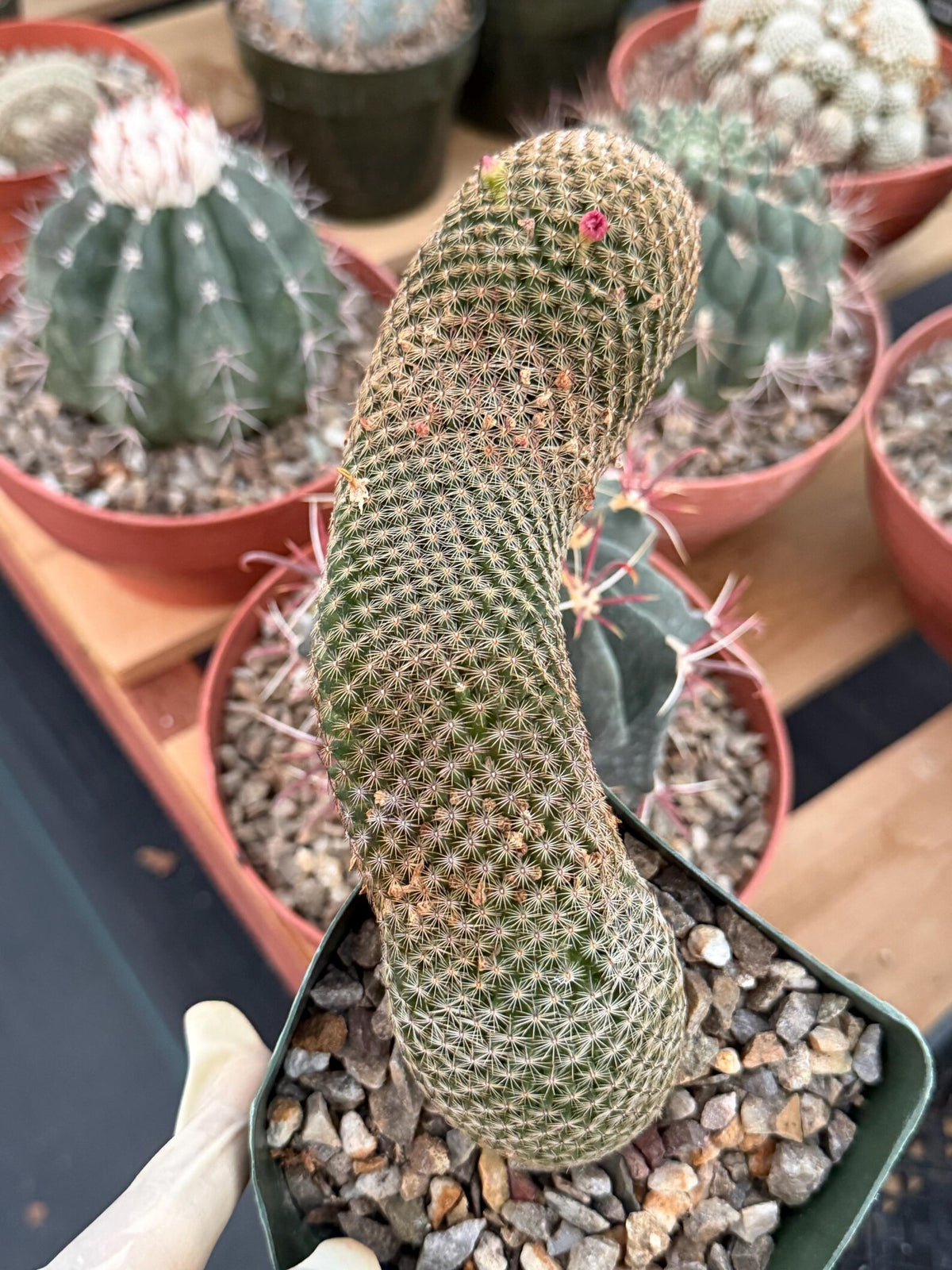 Mammillaria Matudae Walking Cactus with Pups