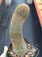 Mammillaria Matudae Walking Cactus with Pups