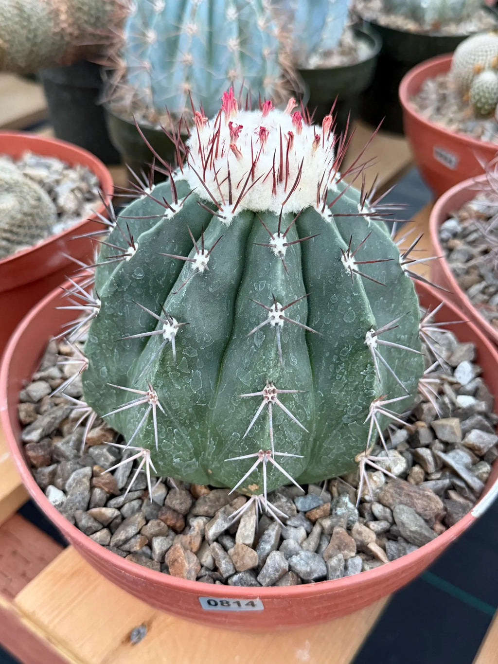 Melocactus Curvispinus White Cephalium Large Specimen Cactus #814