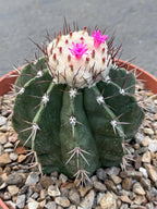 Melocactus Curvispinus White Cephalium Large Specimen Cactus #814