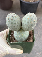 Tephrocactus Geometricus 2 Segment Live Cactus