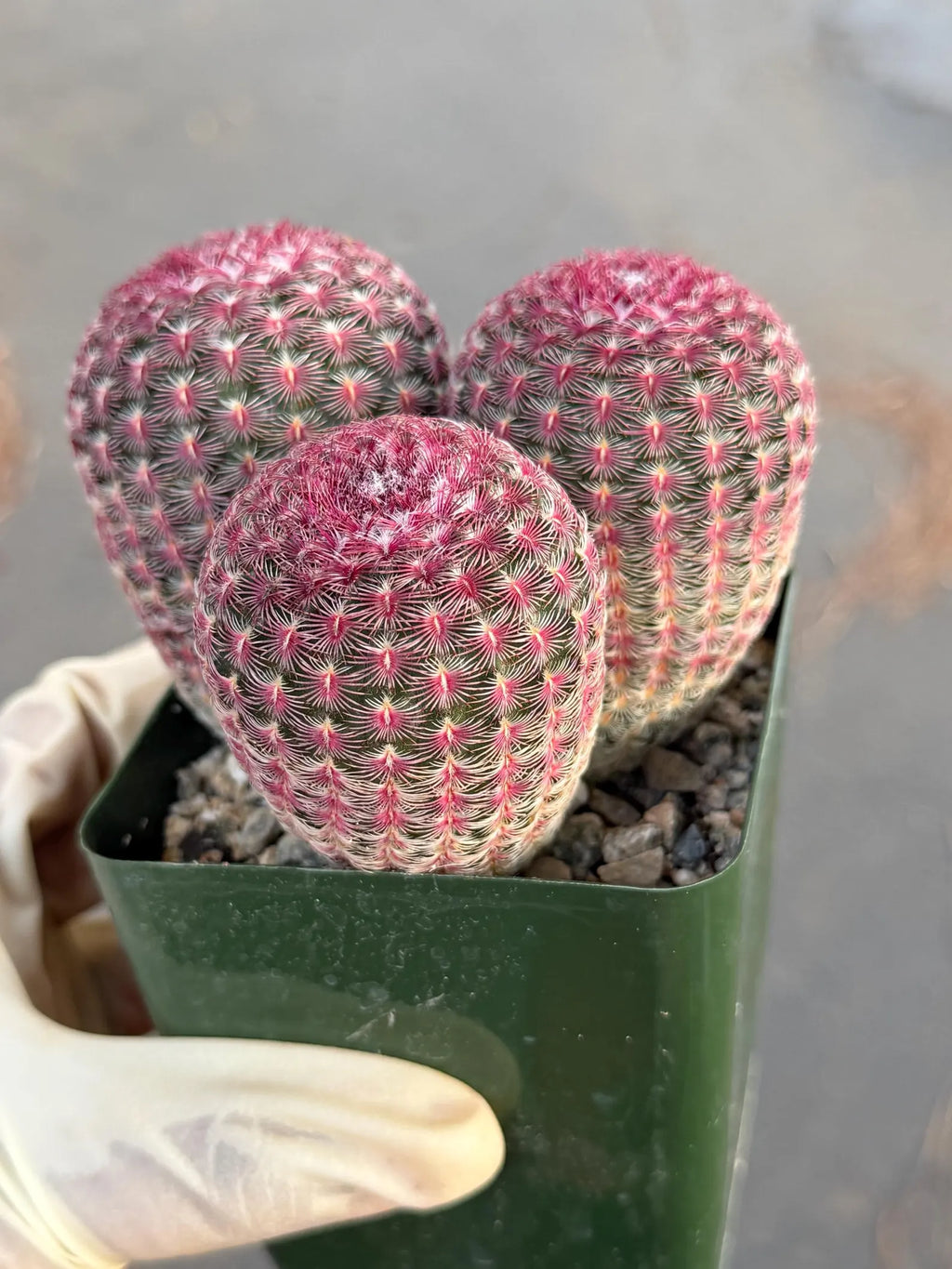 Rainbow Cactus Cluster | Seed Grown 3-Head Live Cactus