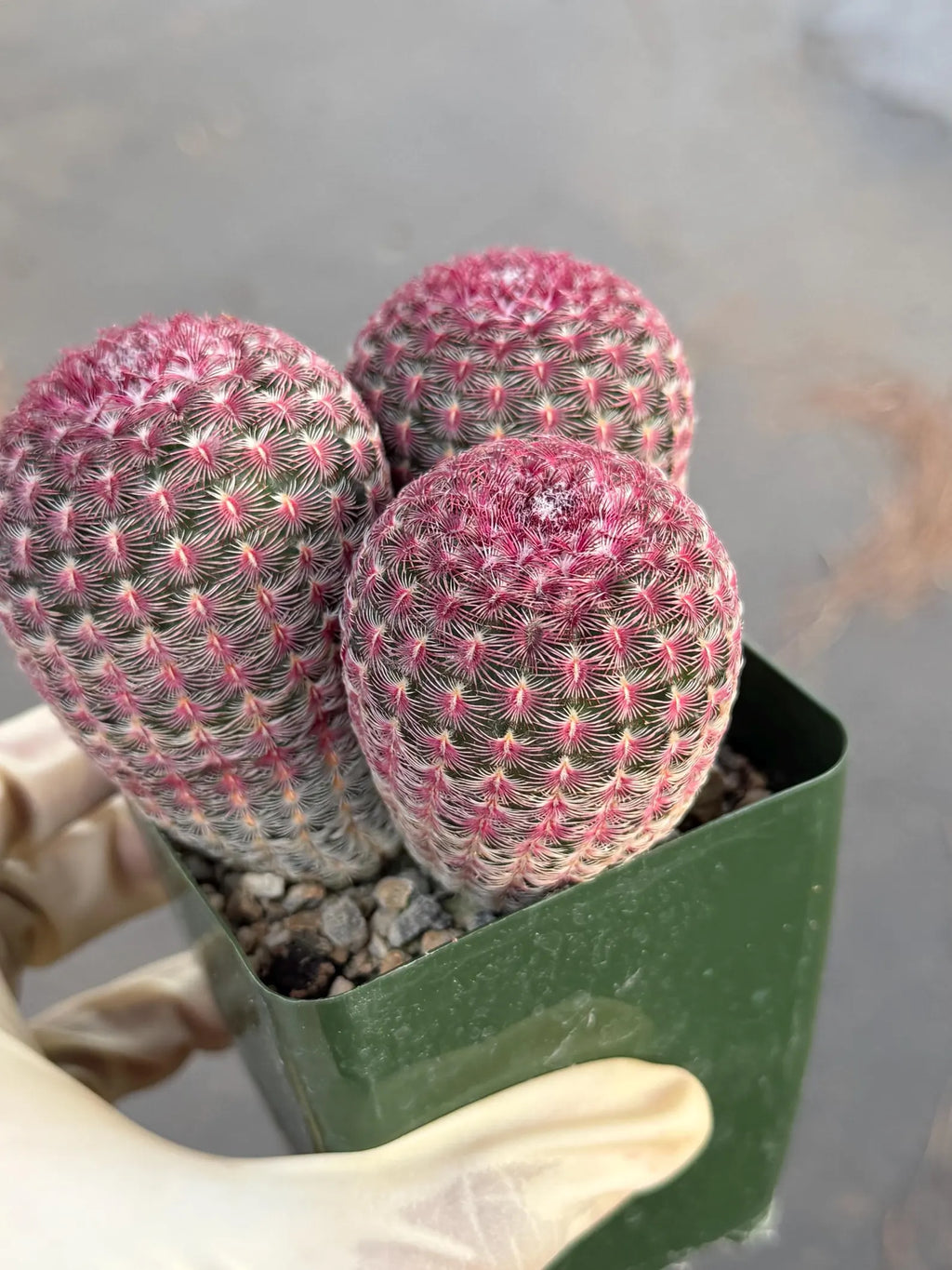 Rainbow Cactus Cluster | Seed Grown 3-Head Live Cactus