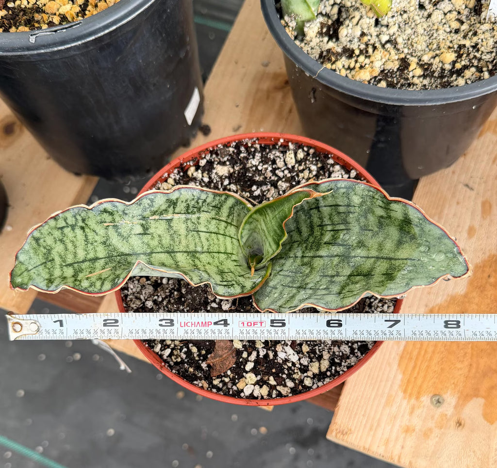 Sansevieria Silver Blue Offset | Easy Care Snake Plant