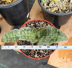 Sansevieria Silver Blue Offset | Easy Care Snake Plant