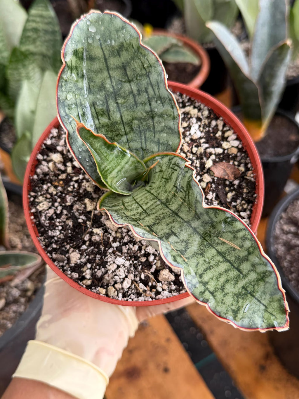 Sansevieria Silver Blue Offset | Easy Care Snake Plant