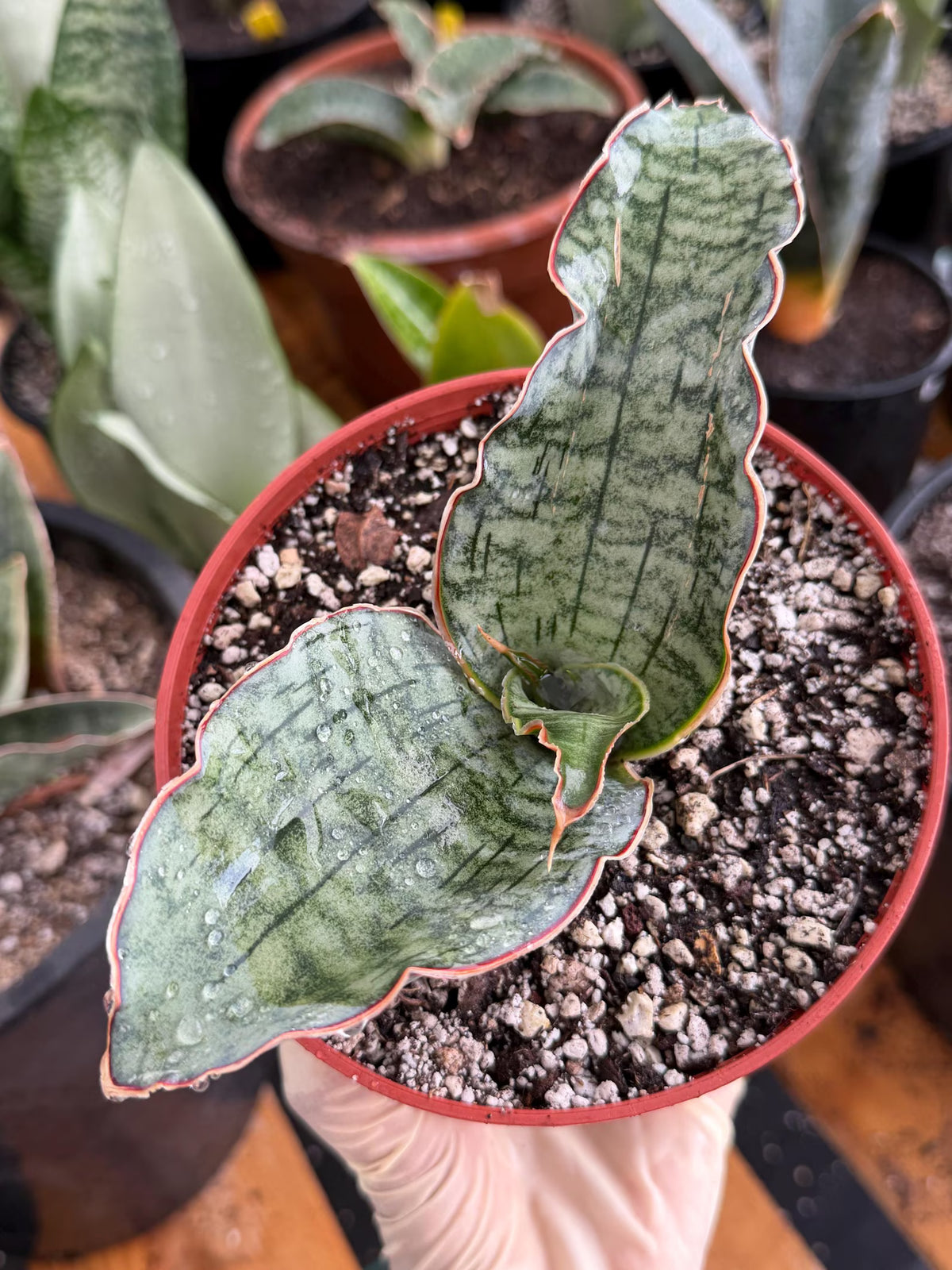 Sansevieria Silver Blue Offset | Easy Care Snake Plant