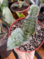 Sansevieria Silver Blue Offset | Easy Care Snake Plant