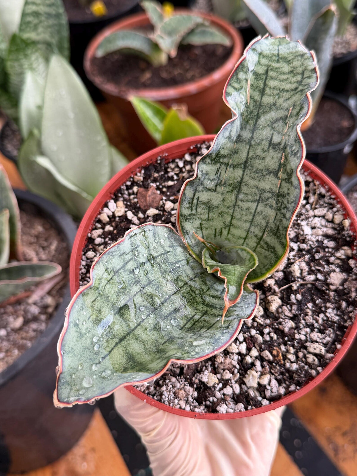 Sansevieria Silver Blue Offset | Easy Care Snake Plant