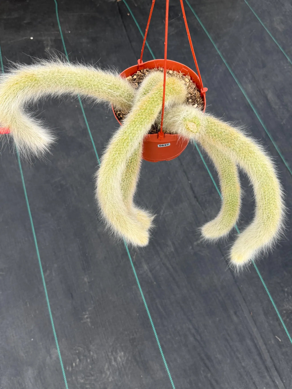 Hairy Monkey Tail Cactus #627 | Fuzzy White Live Cactus