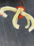 Hairy Monkey Tail Cactus #627 | Fuzzy White Live Cactus