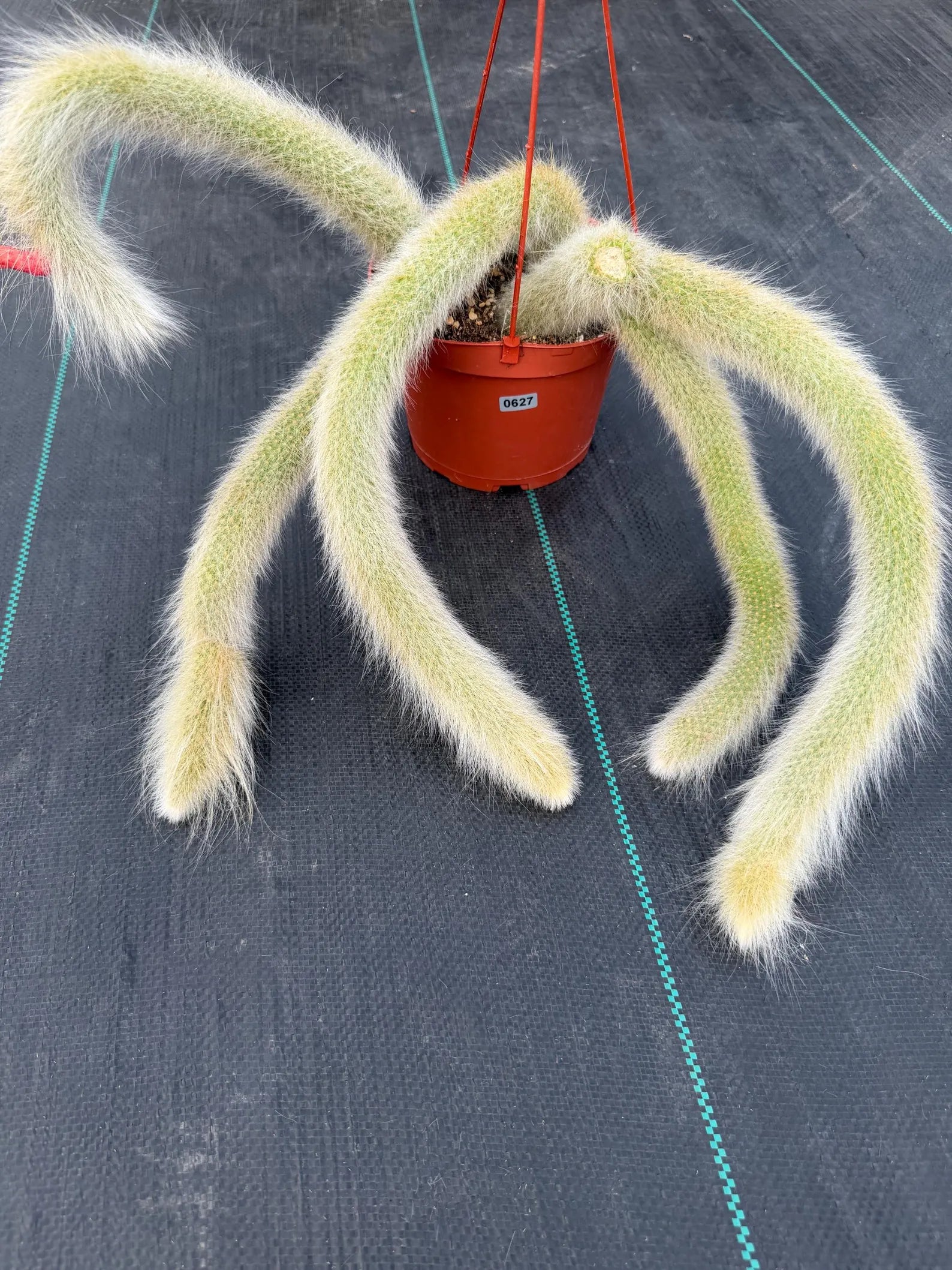 Hairy Monkey Tail Cactus #627 | Fuzzy White Live Cactus