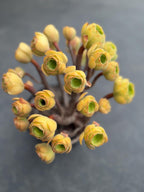 Aeonium Blushing Beauty | Old Bonsai Trunk | Rare Live Plant