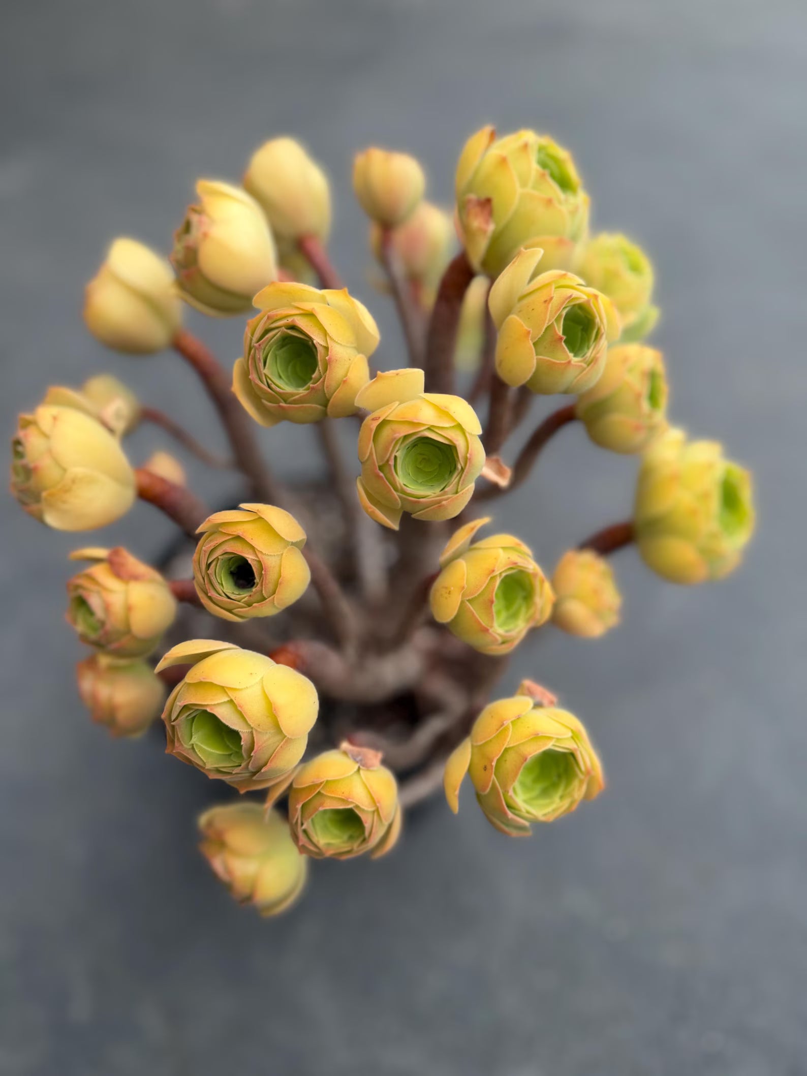 Aeonium Blushing Beauty | Old Bonsai Trunk | Rare Live Plant