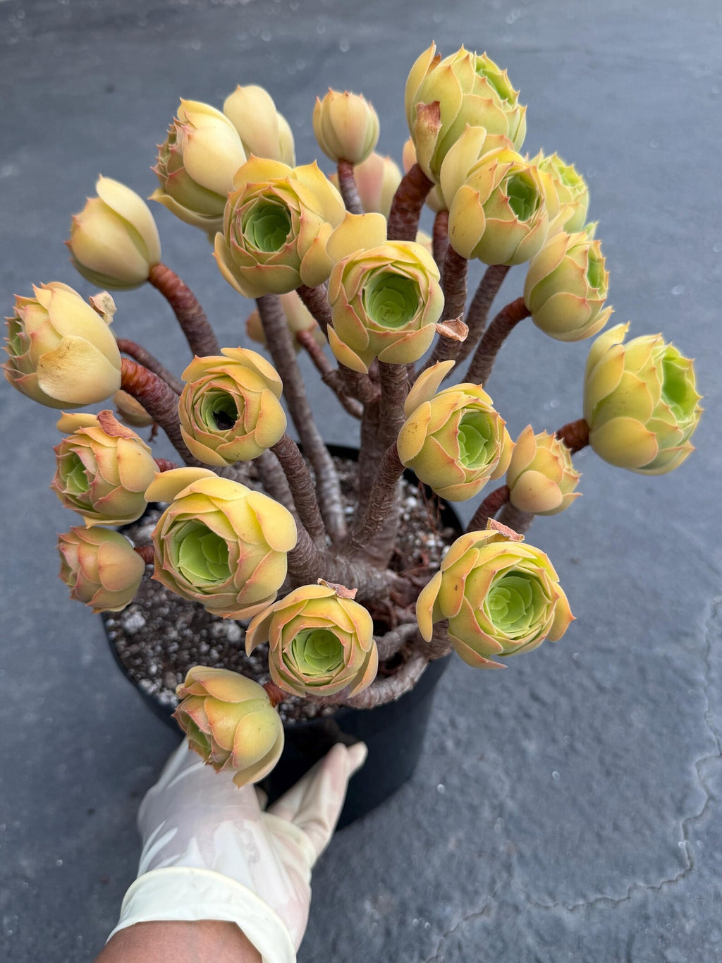 Aeonium Blushing Beauty | Old Bonsai Trunk | Rare Live Plant