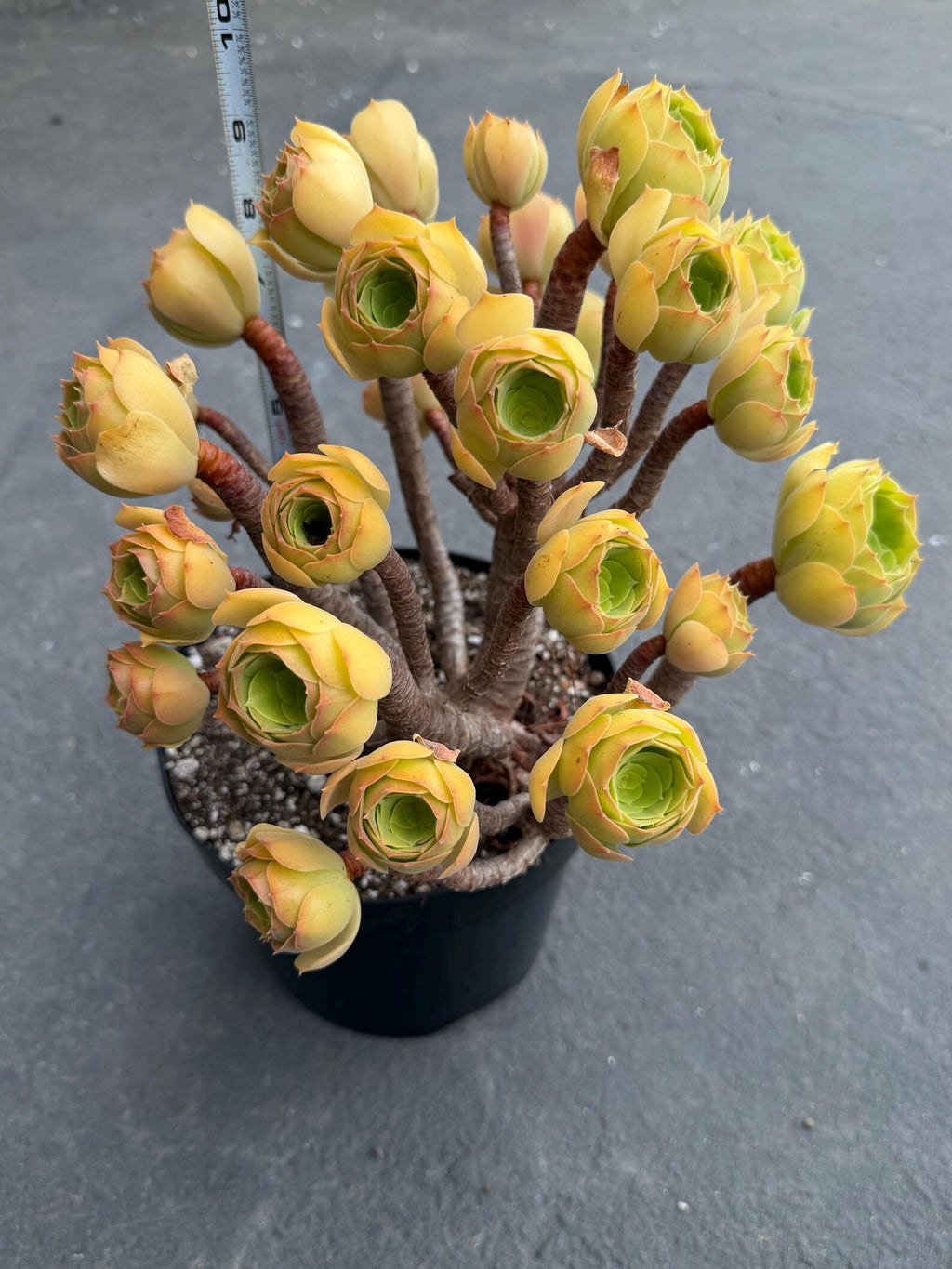 Aeonium Blushing Beauty | Old Bonsai Trunk | Rare Live Plant