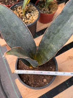 Sansevieria Humiflora Dark Form Easy Care Houseplant #5