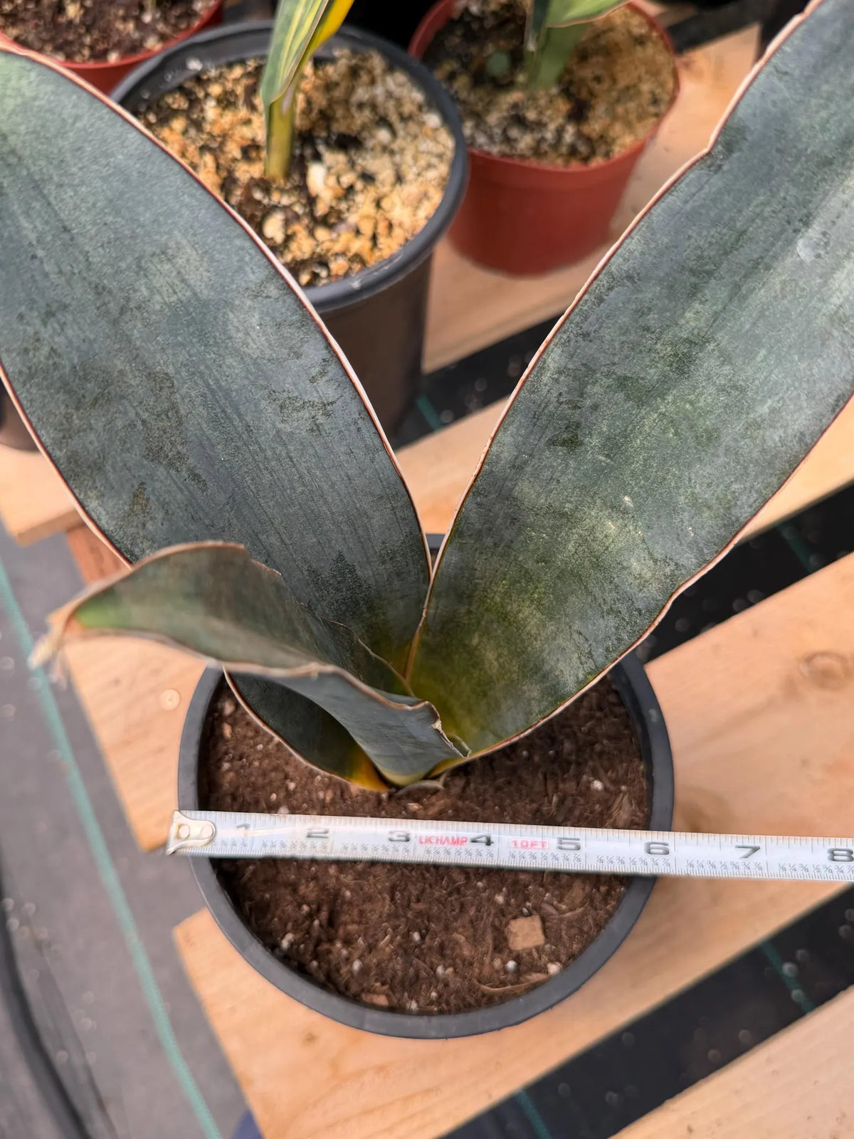 Sansevieria Humiflora Dark Form Easy Care Houseplant #5