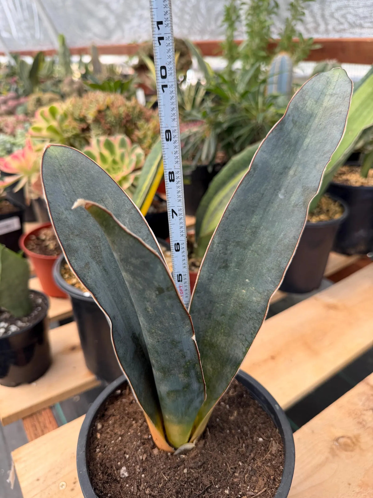 Sansevieria Humiflora Dark Form Easy Care Houseplant #5