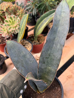 Sansevieria Humiflora Dark Form Easy Care Houseplant #5