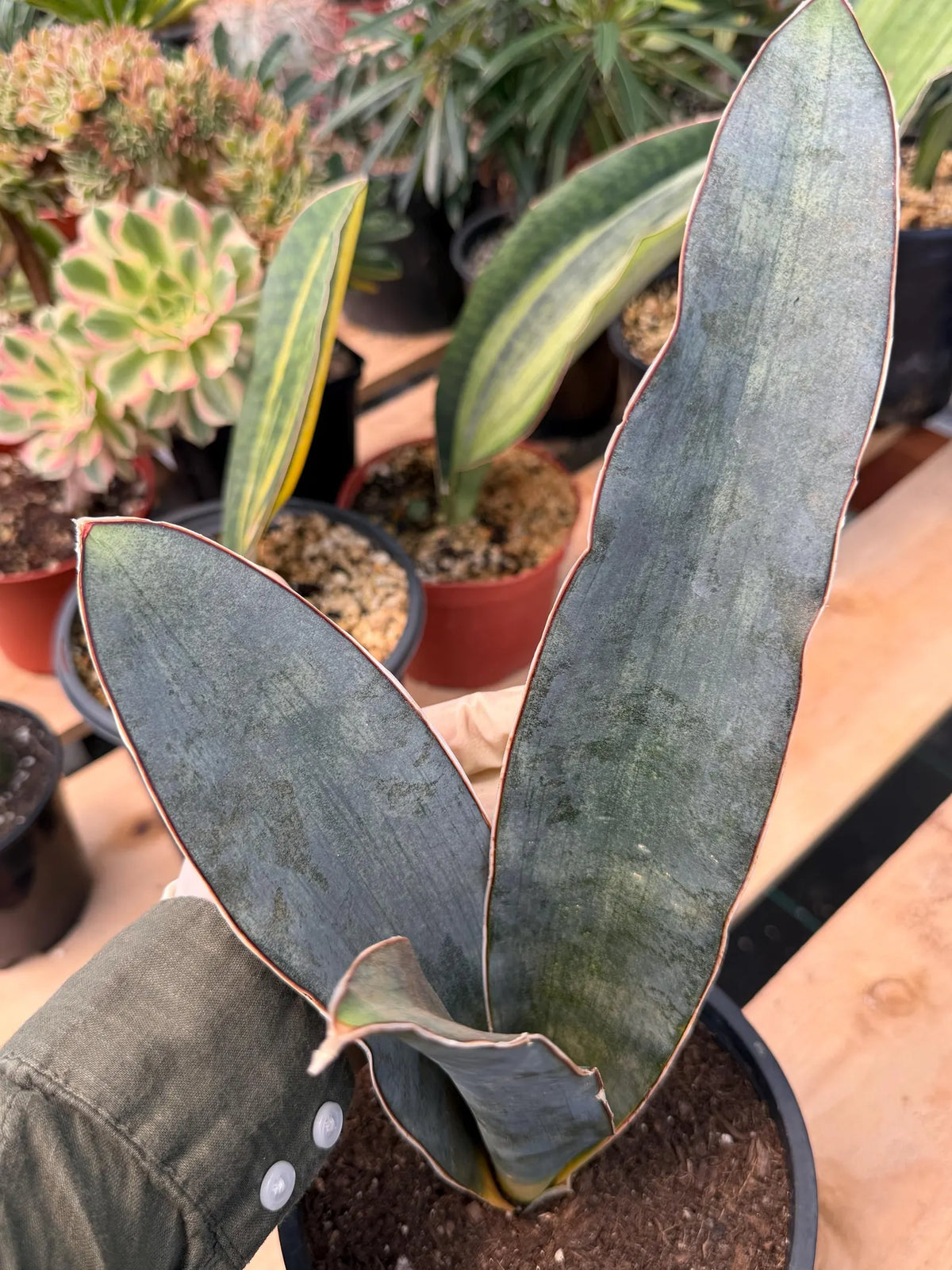 Sansevieria Humiflora Dark Form Easy Care Houseplant #5