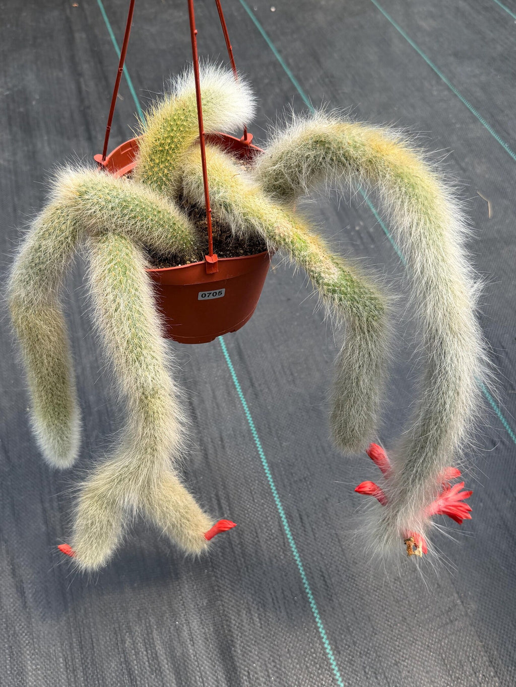 Hairy Monkey Tail Cactus #705 | Fuzzy White Live Cactus