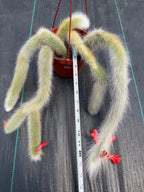 Hairy Monkey Tail Cactus #705 | Fuzzy White Live Cactus