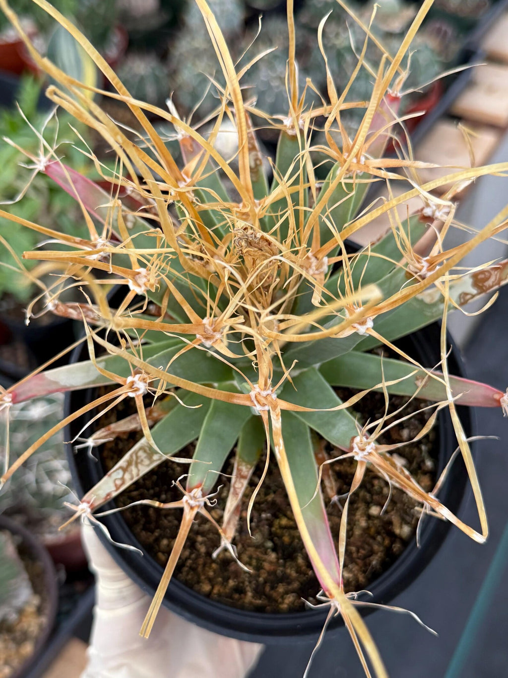 Leuchtenbergia Principis Seed Grown Rare Cactus #755
