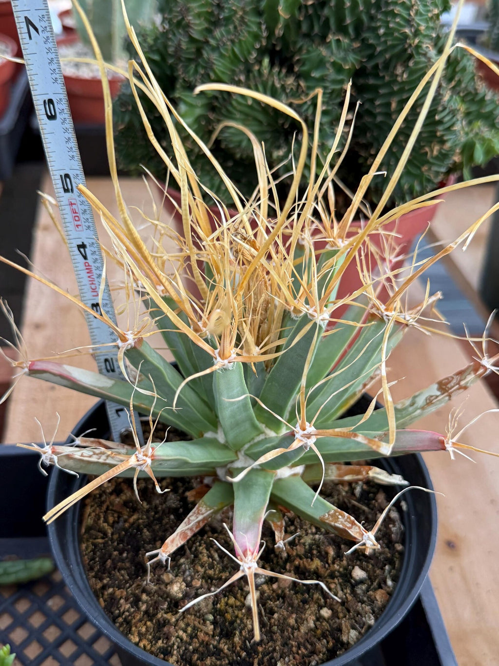 Leuchtenbergia Principis Seed Grown Rare Cactus #755