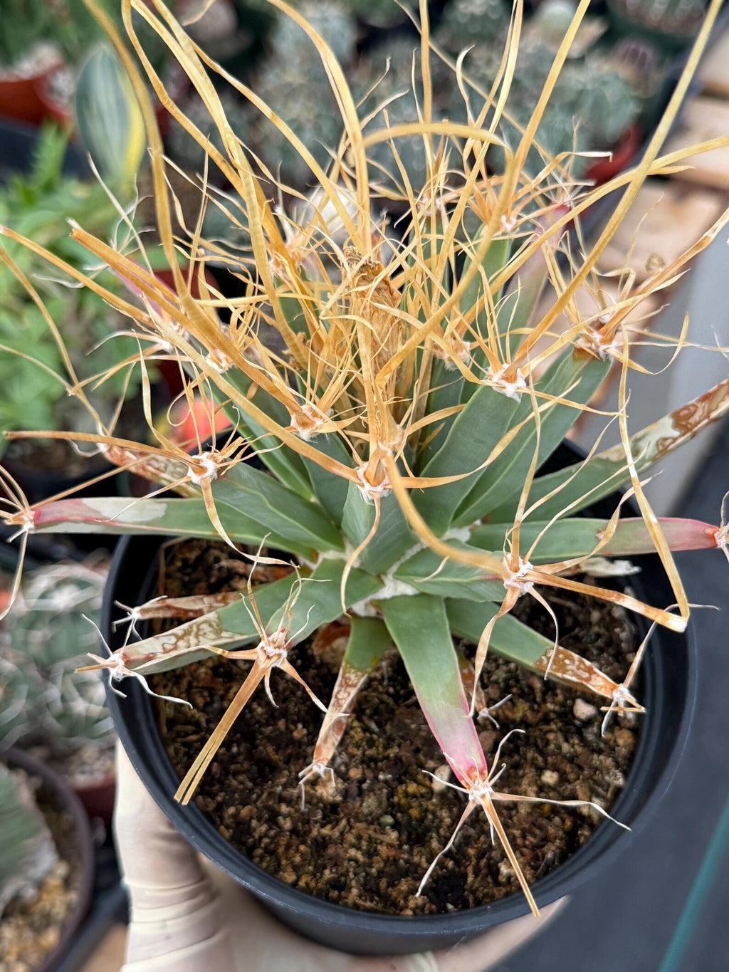 Leuchtenbergia Principis Seed Grown Rare Cactus #755