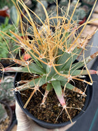 Leuchtenbergia Principis Seed Grown Rare Cactus #755