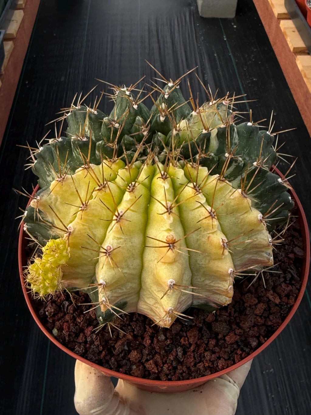 Variegated Gymnocalycium Mihanovichii Live Cactus #753