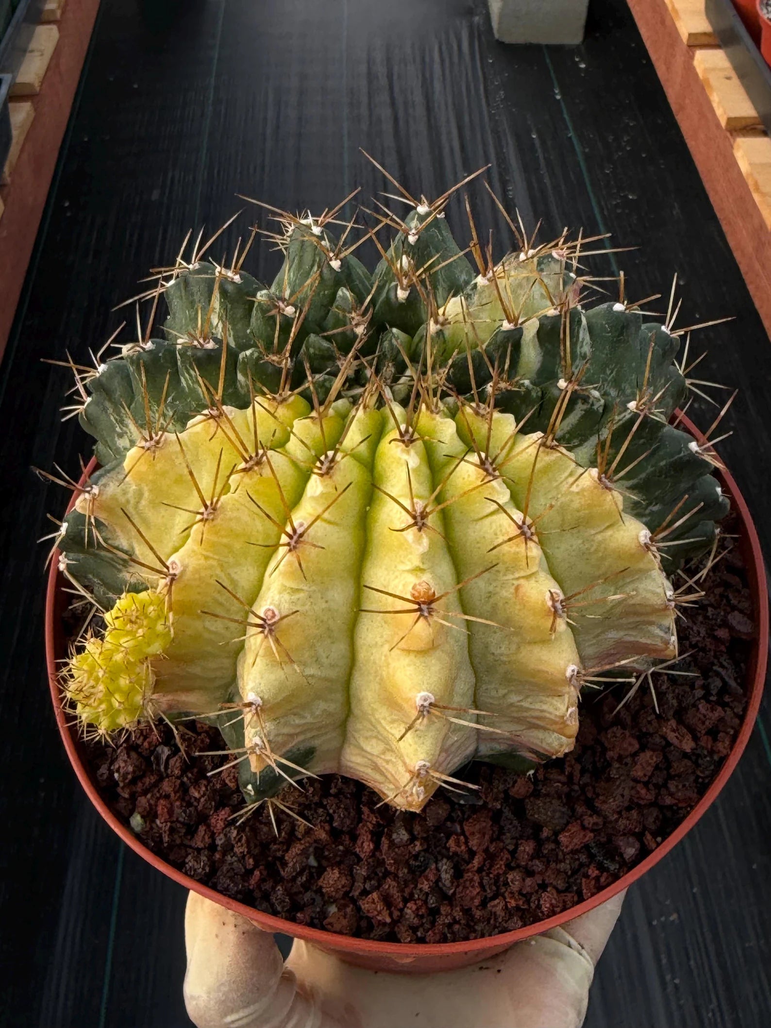 Variegated Gymnocalycium Mihanovichii Live Cactus #753
