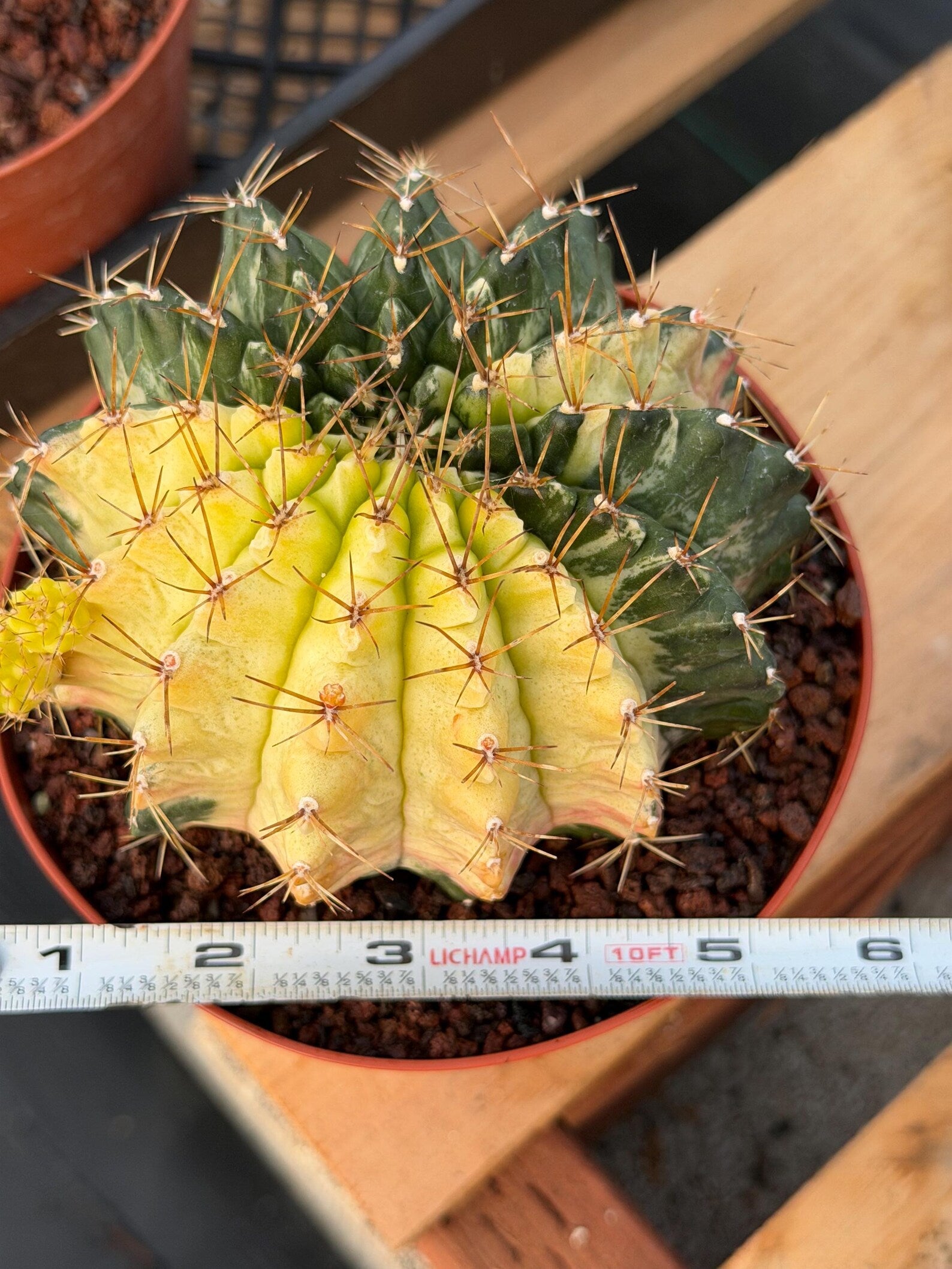 Variegated Gymnocalycium Mihanovichii Live Cactus #753
