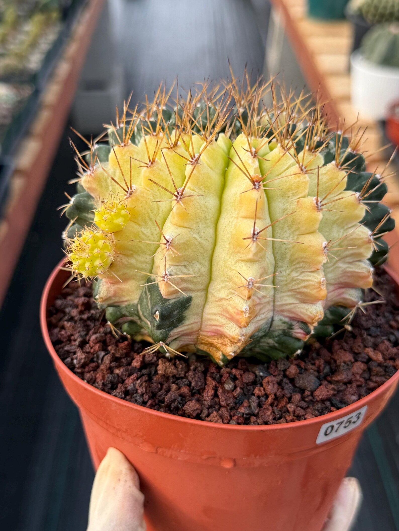 Variegated Gymnocalycium Mihanovichii Live Cactus #753