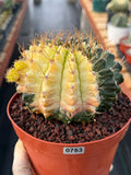 Variegated Gymnocalycium Mihanovichii Live Cactus #753