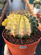 Variegated Gymnocalycium Mihanovichii Live Cactus #753