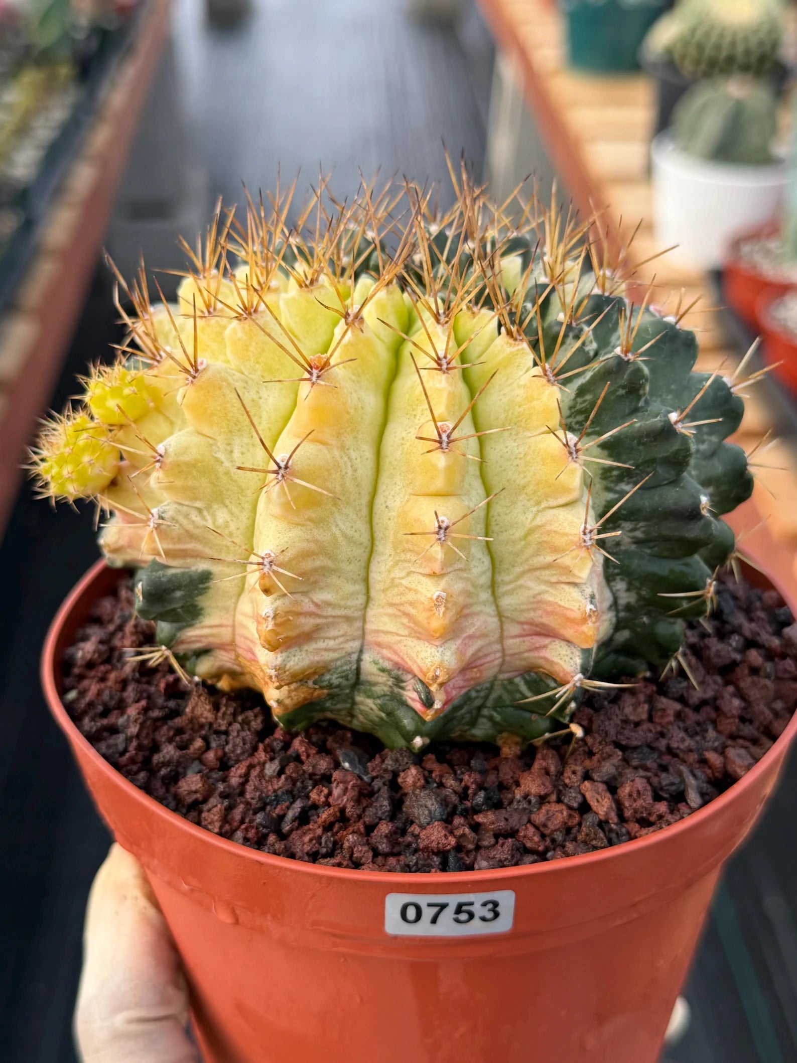 Variegated Gymnocalycium Mihanovichii Live Cactus #753