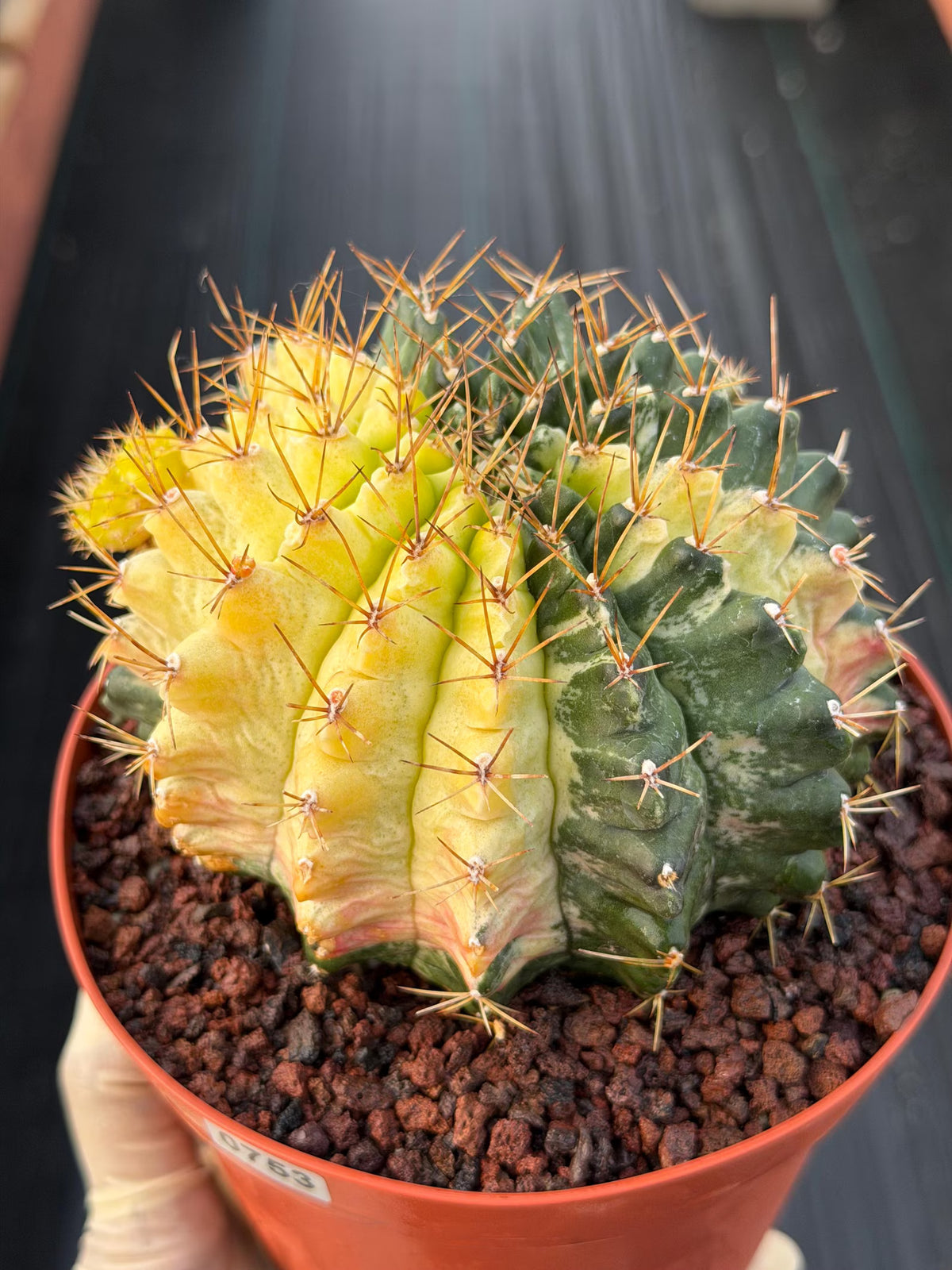 Variegated Gymnocalycium Mihanovichii Live Cactus #753