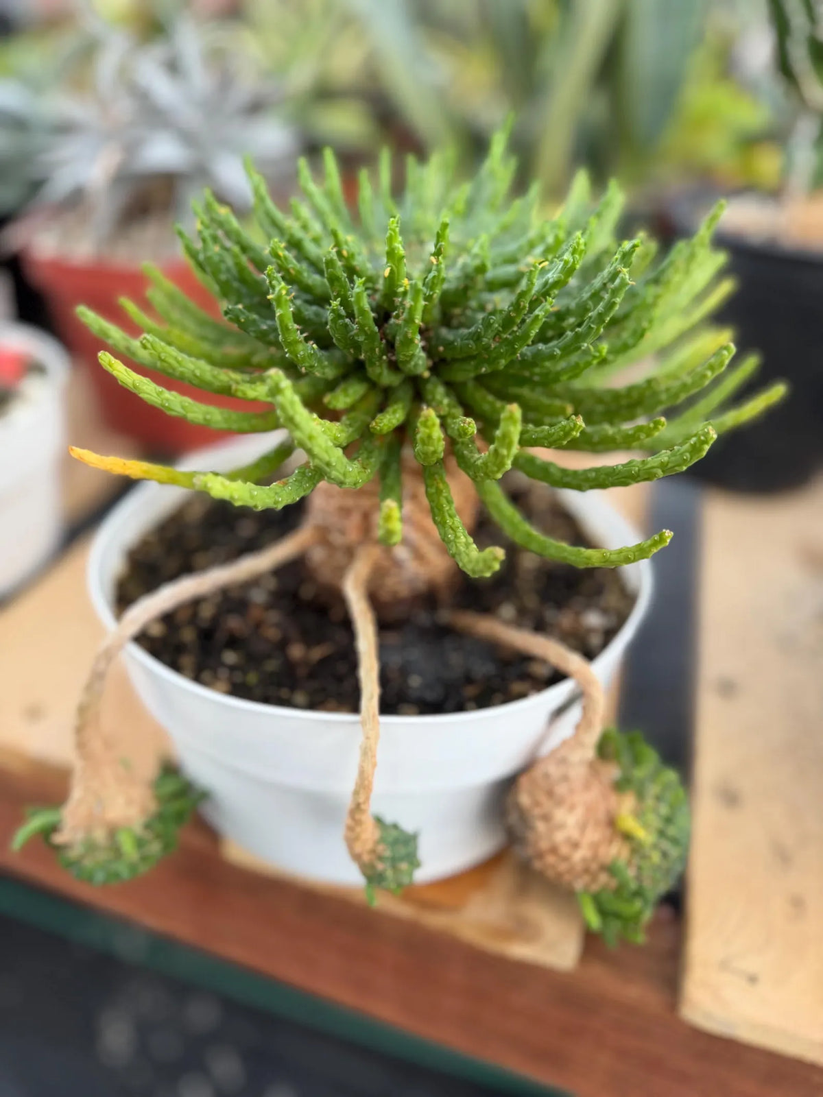 Euphorbia Medusa with Pups Rare Caudex Succulent #925