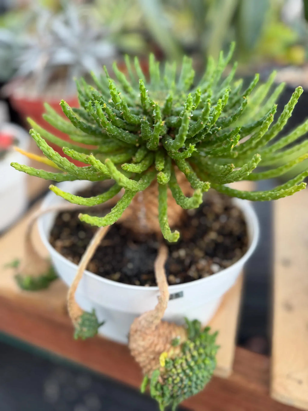 Euphorbia Medusa with Pups Rare Caudex Succulent #925