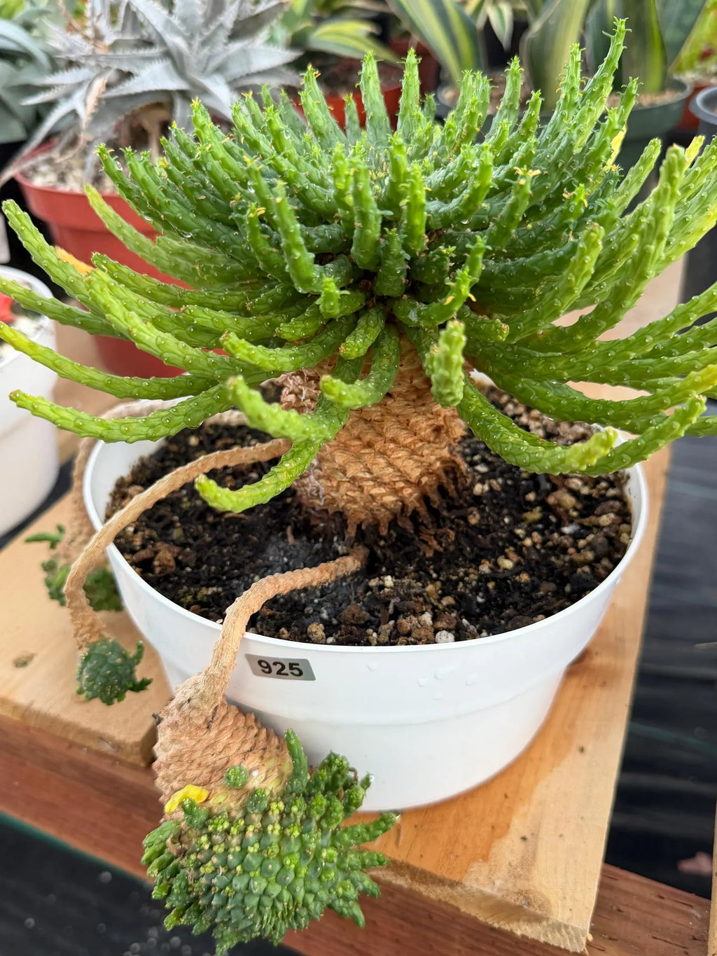 Euphorbia Medusa with Pups Rare Caudex Succulent #925