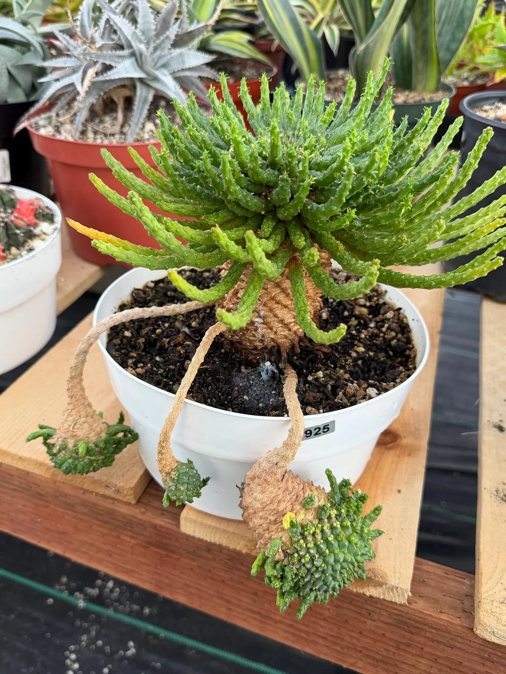 Euphorbia Medusa with Pups Rare Caudex Succulent #925