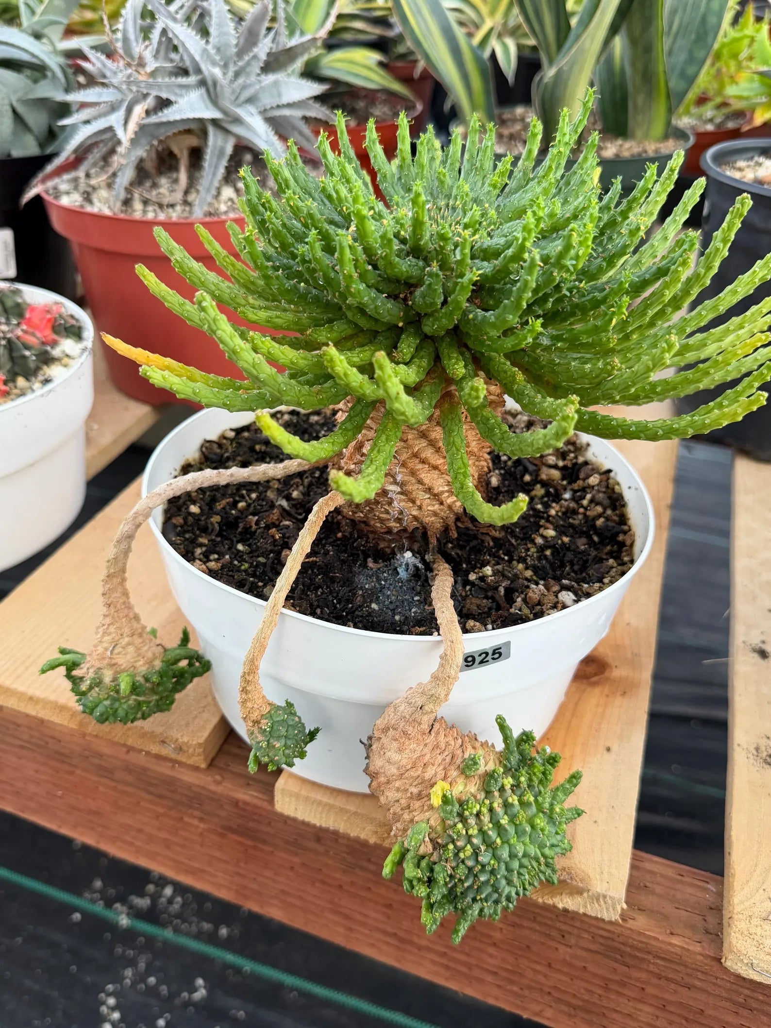 Euphorbia Medusa with Pups Rare Caudex Succulent #925