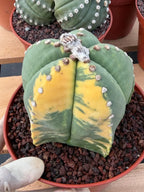 Variegated Astrophytum Myriostigma Seed Grown Live Cactus #750