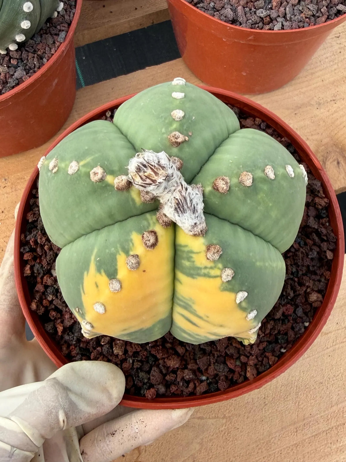 Variegated Astrophytum Myriostigma Seed Grown Live Cactus #750