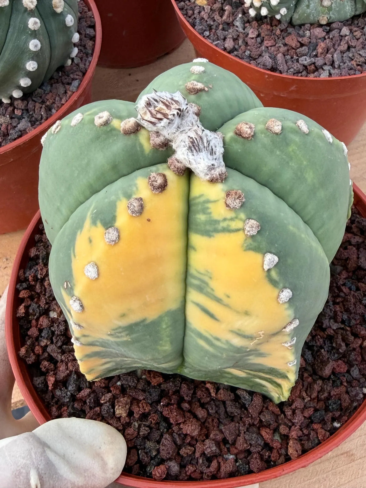 Variegated Astrophytum Myriostigma Seed Grown Live Cactus #750