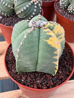 Variegated Astrophytum Myriostigma Seed Grown Live Cactus #750